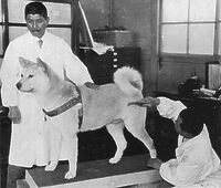 Japan: Chuken Hachiko (?????) 'Faithful dog Hachiko' at the