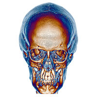 あ*の様 archive Roen scull design real leat Skulls and Skeletons: An Image Archive for Artists and