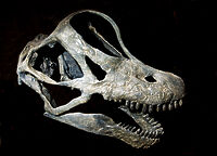 小物 FOSSIL 楽天市場】fossile（財布・ケース｜バッグ・小物・ブランド雑貨