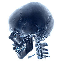 あ*の様 archive Roen scull design real leat Normal Skull, 3D CT scan - Album alb3777018