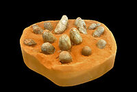 Selección: Últimas imágenes incorporadas