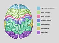 Brain Function, Illustration - Album alb3785256