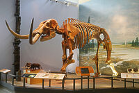 トムソン　mastodon Long live the extinct mastodon! - Cincinnati Museum Center
