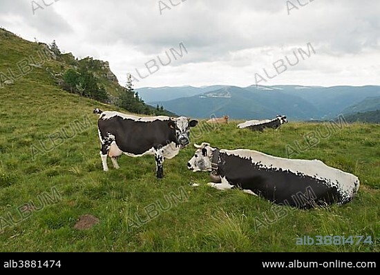 Vosges cattle (Bos primigenius taurus), rare endangered breed of cattle, Vosges, Alsace-Lorraine, France, Europe.