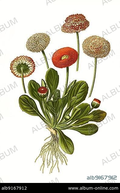 Double Daisy, common daisy, lawn daisy or English daisy (Bellis perennis), woundwort. common daisy, daisy, flower, plant, historical, digitally restored reproduction of a 19th century original.