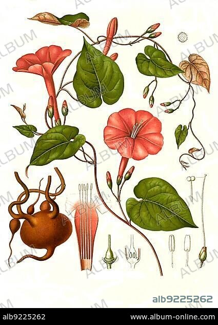 Medicinal plant, ipomoea (Exogonium purga) (Convolvulus purga) Species of plant from the genus of the showy bindweed (Ipomoea purga), Historical, digitally restored reproduction from a 19th century original.