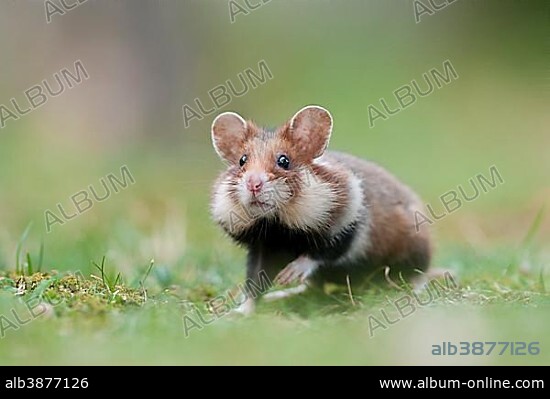 Black-bellied Hamster or Common Hamster (Cricetus cricetus), pup, Simmering, Vienna, Vienna State, Austria, Europe.