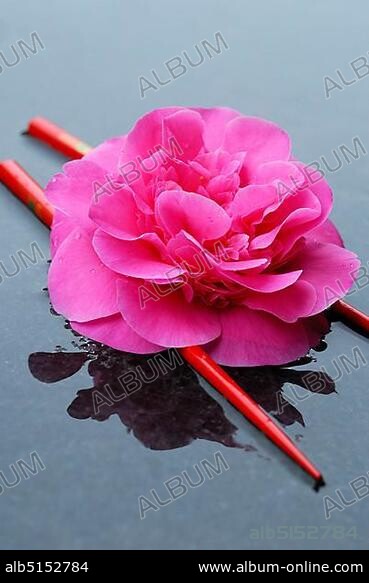 Camellia flower (Camellia japonica) variety Debbie, Chopsticks.