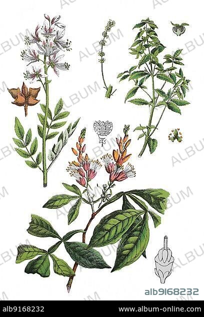 Diptam, Aschwurz or Burning Bush, Dictamnus albus (top left), Annual Bingelkraut, Mercurialis annua (top right), Brazilian Quassia Tree, Quassia Wood Tree, Bitter Quassia or also Bitter Wood, Quassia amara (bottom), Historic, digitally restored reproduction of a 19th century original.