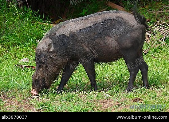 Bornean bearded pig (Sus barbatus), Bako National Park, Sarawak, Borneo, Malaysia, Asia.
