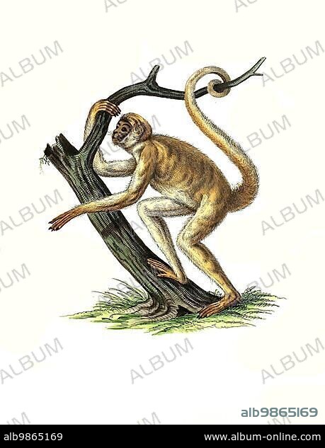 Mammals, southern muriqui (Brachyteles arachnoides), a primate species of the spider monkey family, Historic, digitally restored reproduction of an original from 1860.