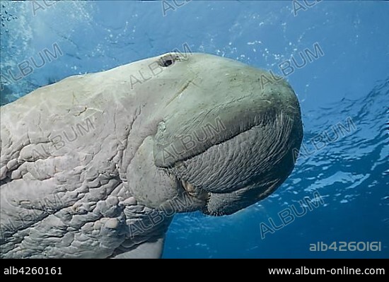 Sea Cow (Dugong dugon) swims under surface of the blue water, animal portrait, Red Sea, Hermes Bay, Marsa Alam, Egypt, Africa.