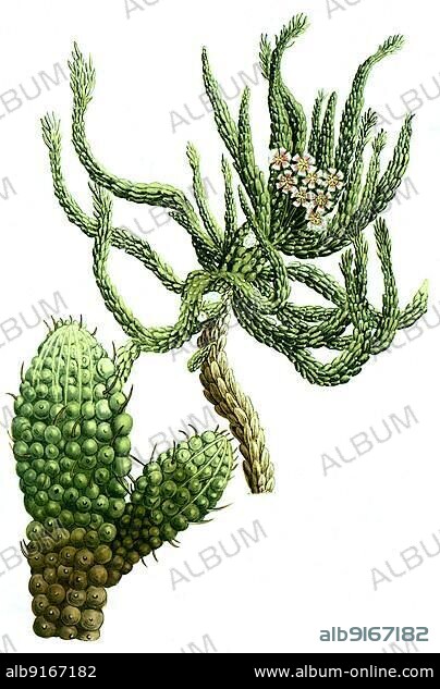 Euphorbium caule squamoso and Euphorbium ceri effige spinis validiorbus, spurge family, digitally retouched illustration from Phytanthoza iconographica by Johann Wilhelm Weinmann, painter Bartholomäus Seutter and engravers Johann Jakob Haid and Johann Elias Ridinger, 1740.
