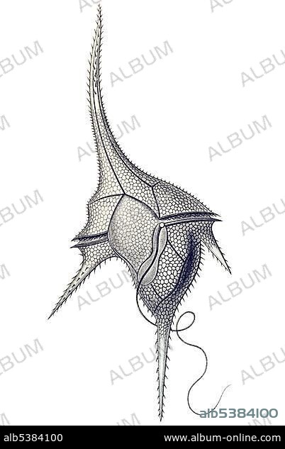 Historic illustration, tablet 14, title Peridinea, name Peridinium, 8/ Ceratium macroceros, Ernst Haeckel, Kunstformen der Natur, "Artforms of Nature".