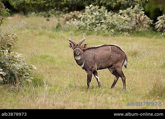 Mountain Nyala (Tragelaphus buxtoni), male, Bale Mountains, Oromia Zone, Amhara Region, Ethiopia, Africa.