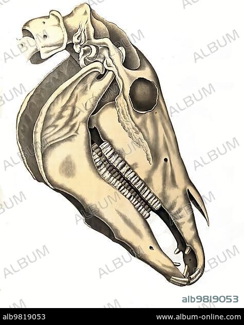 Veterinary medicine; Anatomy; Skull bone of a horse; Historical; digitally restored reproduction from a 19th century original.