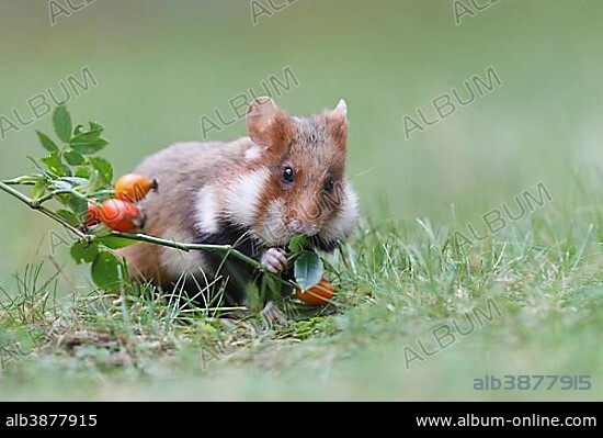 European Hamster, also Eurasian Hamster (Cricetus cricetus), taking a rosehip, winter stock, Austria, Europe.