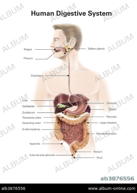 洋書 The Gastrointestinal System album_alb3876556.jpg
