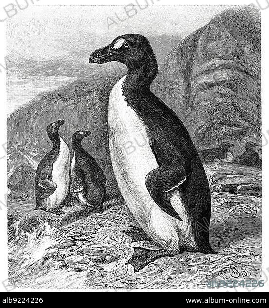 Bird (Pinguinus (Alca impennis) impennis) Giant Auk, Syn. is an extinct flightless seabird, Historic, digitally restored reproduction from a 19th century original.