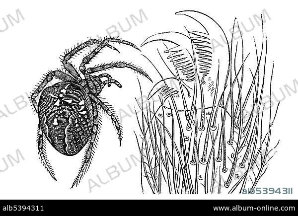 Woodcut, female Araneus (Epeira diadema).