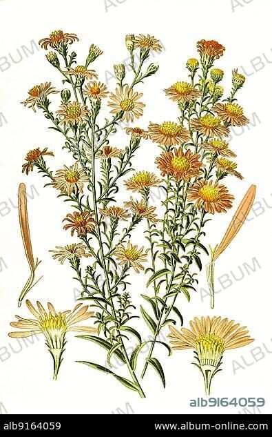 Aster versicolor, Aster formosissimus, Michaelmas Daisy. Aster, Flower, Plant, Historic, digitally restored reproduction of a 19th century original.