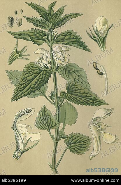 White Dead Nettle (Ortica bianca, Lamium alba), medicinal plant, historical chromolithograph dated to 1880.