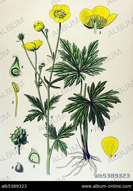 Historic illustration, Meadow Buttercup (Ranunculus acris), poisonous plant, medicinal plant.
