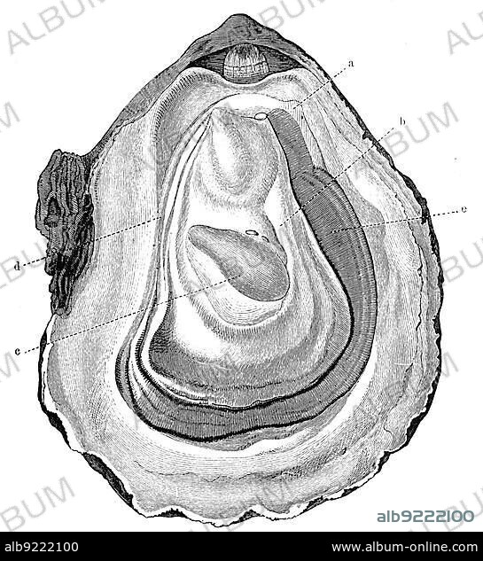 Opened oyster, Pacific oyster (Crassostrea gigas), Magallana gigas, Syn., also pacific oyster, Historic, digitally restored reproduction from a 19th century original.