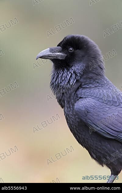 Common Raven (Corvus corax) adult, close up of head and chest, England, UK, October, controlled subject.