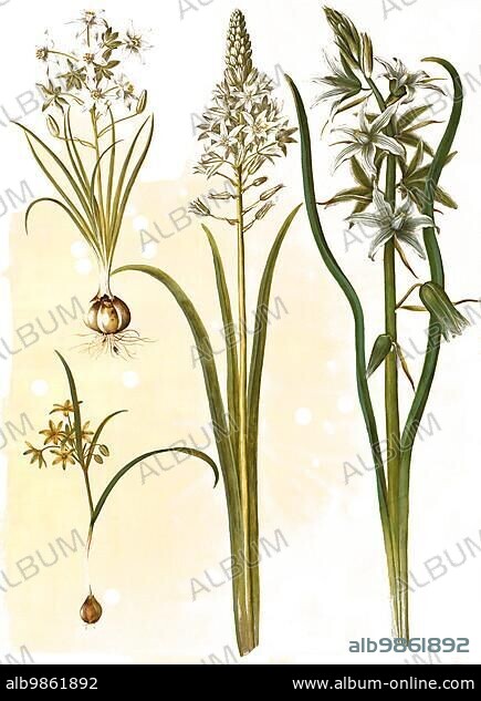 (Ornithogalum umbellatum), diet-bird's milk, Ornithogalum pyramidale, Pyramid bird's milk, Forest yellow star (Gagea lutea), also common yellow star, common gold star, nodding bird's milk, Ornithogalum nutans L., Honorius nutans, also nodding bird's milk, Historic, digitally restored reproduction from a 19th century original.
