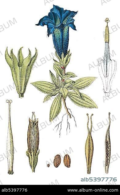 Stemless gentian (Gentiana acaulis), medicinal plant, useful plant, chromolithography, 1888.