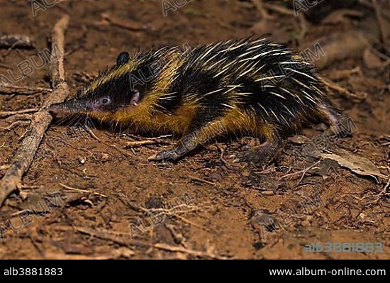 Lowland streaked tenrec (Hemicentetes semispinosus), Analamazoatra, Andasibe National Park, Eastern Madagascar, Madagascar, Africa.
