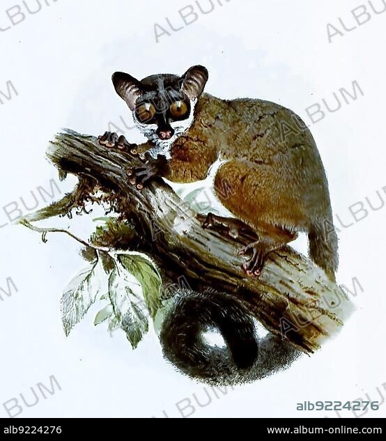 Galago, Galago alleni, primate family from the group of wet-nosed monkeys, Historic, digitally restored reproduction of an original from the 19th century, exact original date unknown.