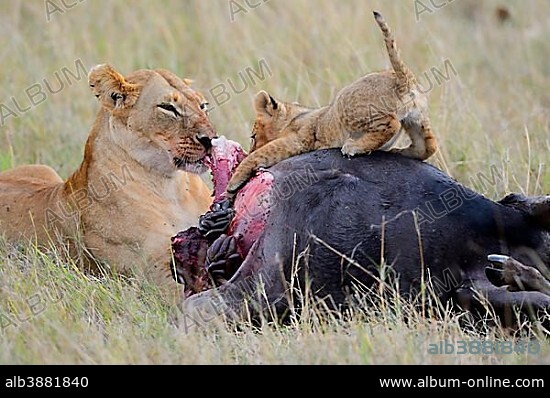 Lioness (Panthera leo) with cub, at the kill, feeding on wildebeest carcass, Masai Mara National Reserve, Kenya, Africa.