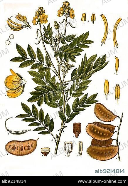Medicinal plant, Alexandrian senna (Senna alexandrina) (Cassia senna) is a species of plant in the genus Senna in the carob subfamily, Historic, digitally restored reproduction from a 19th century original.