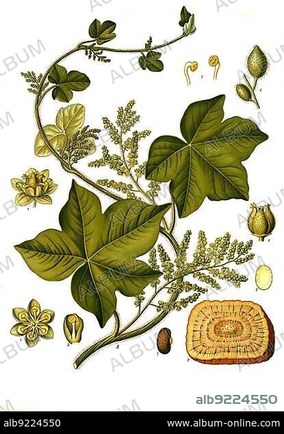 Medicinal plant, Kalumba, also called calumba (Jateorhiza palmata), colombo, hand-leaved, coccus or moonseed, dysentery root, colombo plant and moonseed, is a species of plant in the moonseed family, Historic, digitally restored reproduction from a 19th century original.