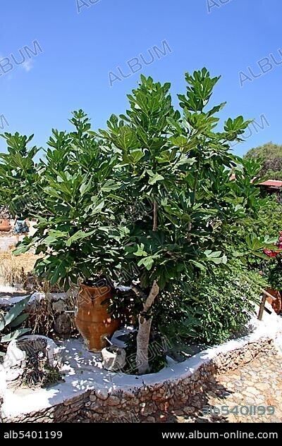 Fig tree, Lychnostatis Open Air Museum, Museum of traditional Cretan life, Hersonissos, Crete, Greece, Europe.