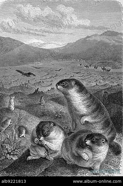 Bobak, bobak marmot, a species of marmot, genus Marmota of the family of squirrels, bobak marmot, also known as the steppe marmot (Marmota bobak), Historic, digitally restored reproduction of an original 19th century painting, exact original date unknown.