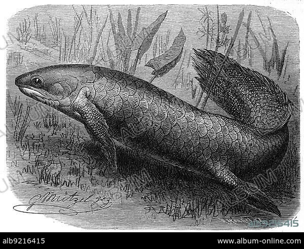 Fish, Australian Lungfish, also Djelleh, Barramunda, Burnett Salmon or Queensland Lungfish, Ceratodus forsteri, Historic, digitally restored reproduction from a 19th century original.