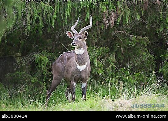 Mountain Nyala or Balbok (Tragelaphus buxtoni), male, Bale Mountains, Ethiopia, Africa.