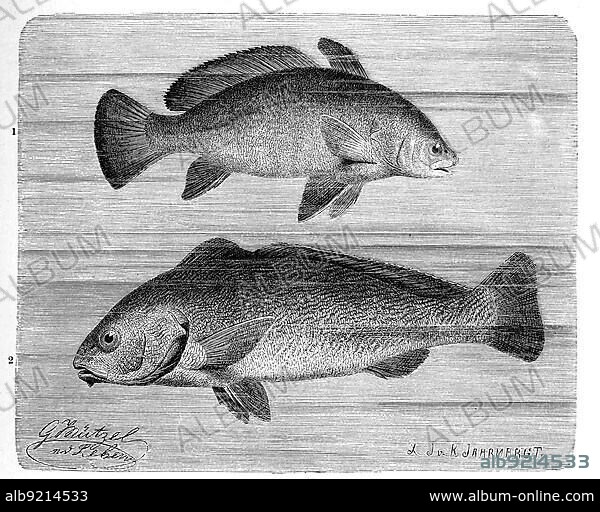 Fish, 1. brown meagre (Corvina nigra) syn., species of fish in the umber family, 2. common umber, also bartumber, umberfish or shadowfish, Umbrina cirrosa, Historic, digitally restored reproduction from a 19th century original.