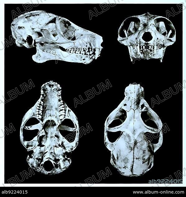 Skull bone, research, evolution, research piece, Galago, Galago crassicaudatus, primate family from the group of the wet-nosed monkeys, Historical, digitally restored reproduction of an original from the 19th century, exact original date not known.