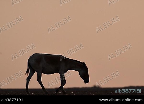 Silhouette of an Indian wild ass or Gorkhar (Equus hemionus khur), endangered species, walking in dawn, Rann of Kutch, Gujarat, Indien.