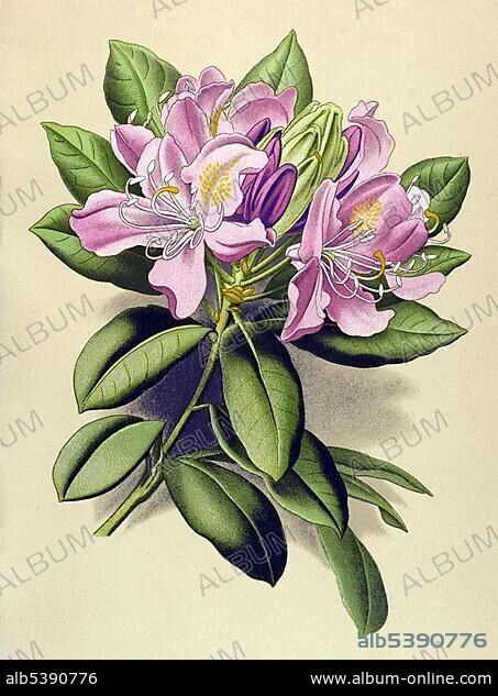 Historical illustration, Alpenrose (Rhododendron ponticum), poisonous plant.