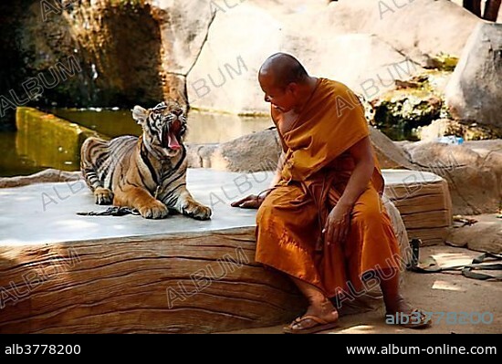 Tiger Temple or Wat Pa Luangta Bua, monk and an Indochinese Tiger (Panthera tigris corbetti), Kanchanaburi, Thailand, Asia.