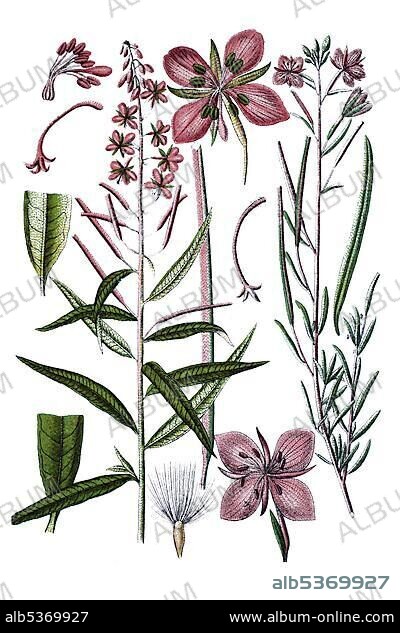 Fireweed, Rosebay willowherb (Epilobium angustifolium) on the left, Alpine willowherb (Epilobium dodonaei) on the right, medicinal plants, historical chromolithography, about 1796.