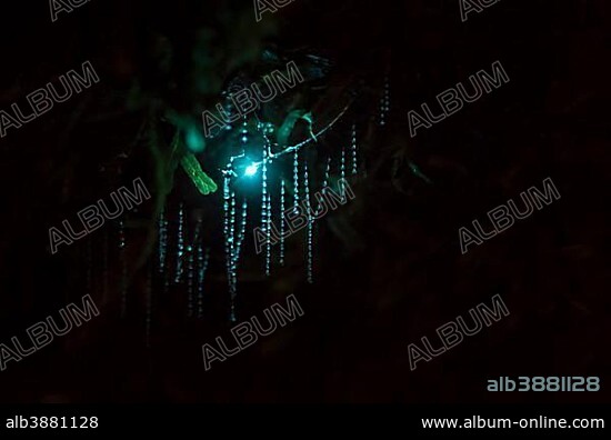 Bioluminescence, luminous Glowworm, maggot of fungus gnats (Arachnocampa luminosa) in a cave, endemic to New Zealand, Leith Valley, Dunedin, New Zealand, Oceania.