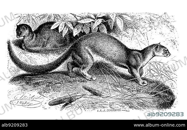 Eyra, Jaguarundi, Herpailurus yagouaroundi, also called jaguarundi (Cougar yagouaroundi), a cat species of southern North, Central and South America, digitally restored reproduction of a 19th century original, exact original date not known.