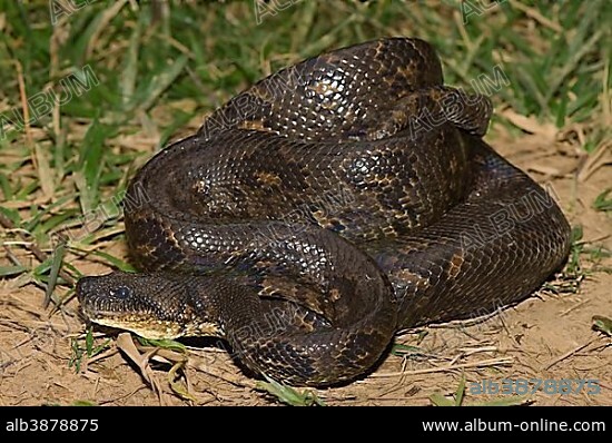 Madagascar Tree Boa or Boa manditra (Sanzinia madagascariensis), endemic, Madagascar, Africa.