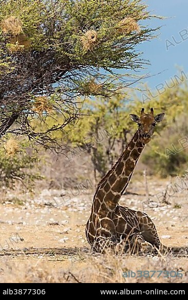 Angola-Giraffe (Giraffa camelopardalis) under a tree in the shade, Etosha National Park, Namibia, Africa.